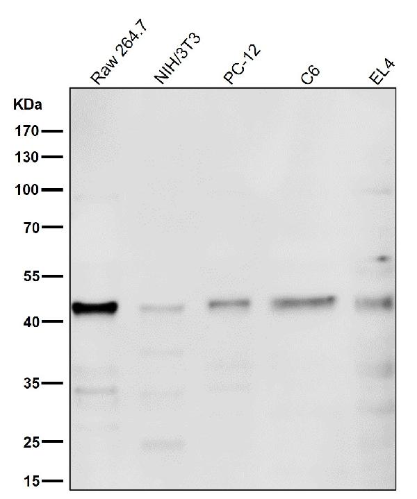 1 - Anti-PRMT1 Rabbit Monoclonal Antibody ABO13775