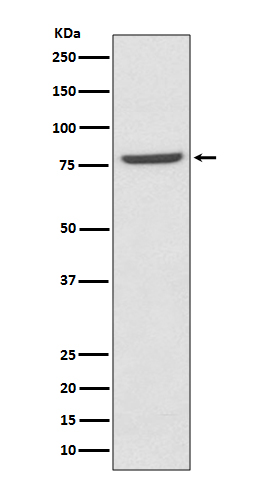 1 - Anti-Mre11 MRE11A Rabbit Monoclonal Antibody ABO13776