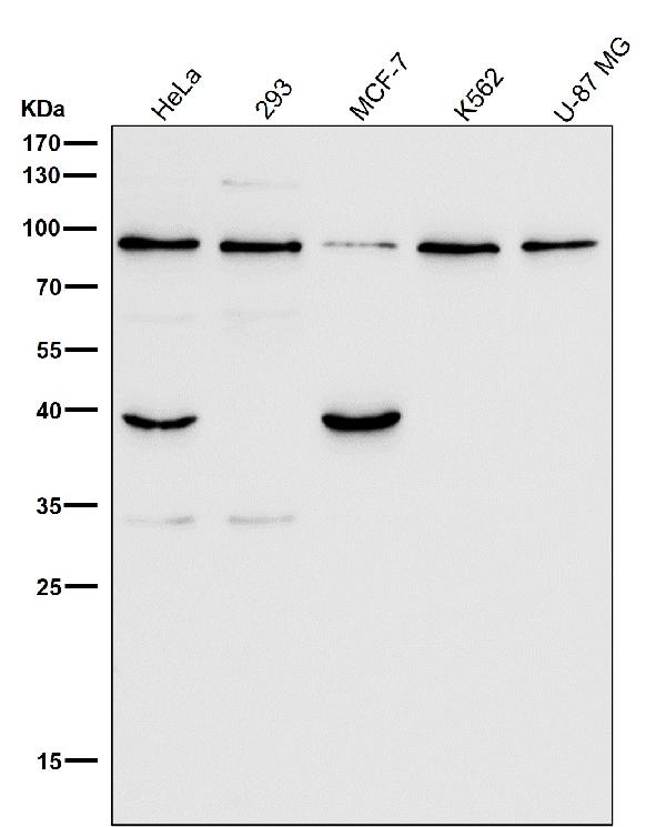 1 - Anti-GRP94 HSP90B1 Rabbit Monoclonal Antibody ABO13777