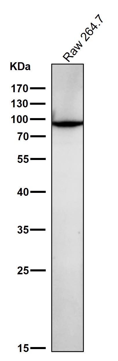 1 - Anti-GRP94 HSP90B1 Rabbit Monoclonal Antibody ABO13777