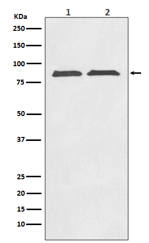 1 - Anti-Axin2/Conductin Rabbit Monoclonal Antibody ABO13778