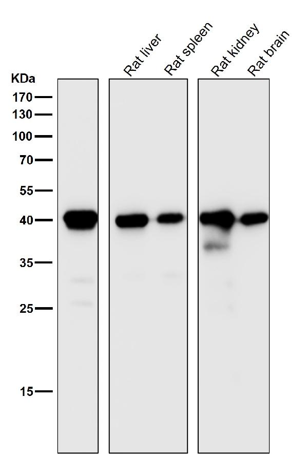 1 - Anti-CD40L CD40LG Rabbit Monoclonal Antibody ABO13780