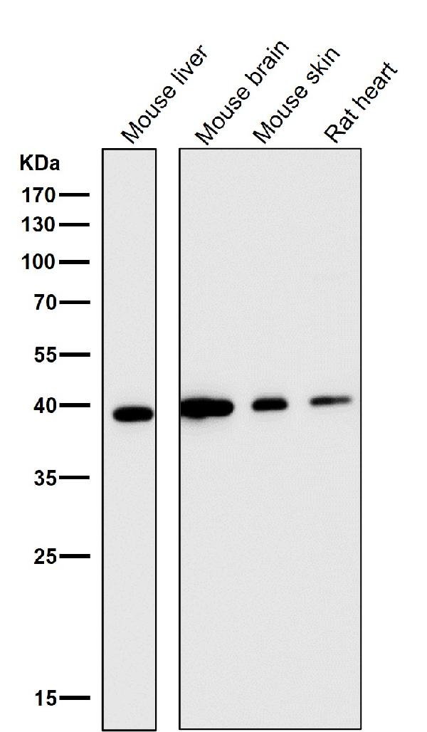 1 - Anti-CD40L CD40LG Rabbit Monoclonal Antibody ABO13780