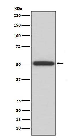 1 - Anti-ERp57 PDIA3 Rabbit Monoclonal Antibody ABO13782
