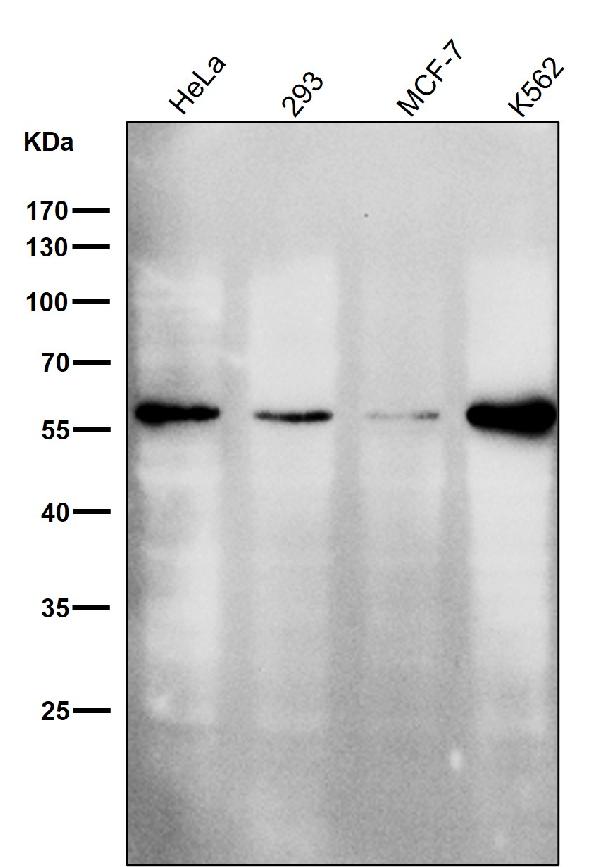 1 - Anti-ERp57 PDIA3 Rabbit Monoclonal Antibody ABO13782
