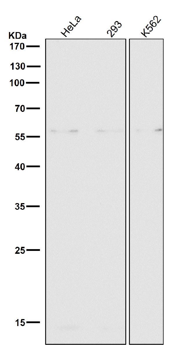 1 - Anti-ERp57 PDIA3 Rabbit Monoclonal Antibody ABO13782