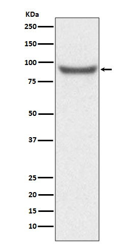 1 - Anti-XRCC1 Rabbit Monoclonal Antibody ABO13783