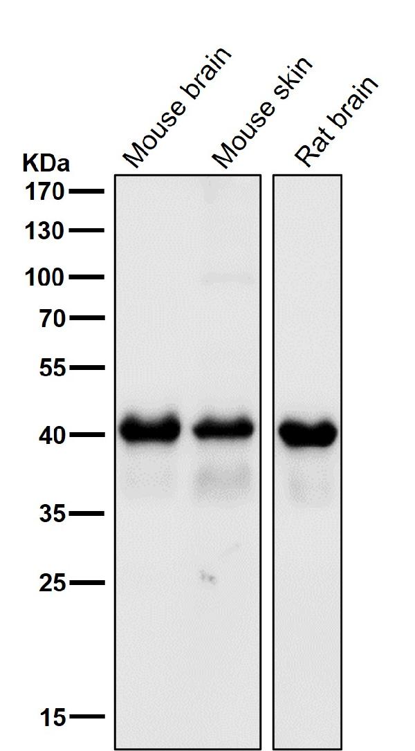1 - Anti-TDP43 TARDBP Rabbit Monoclonal Antibody ABO13784