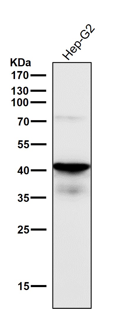 1 - Anti-TDP43 TARDBP Rabbit Monoclonal Antibody ABO13784