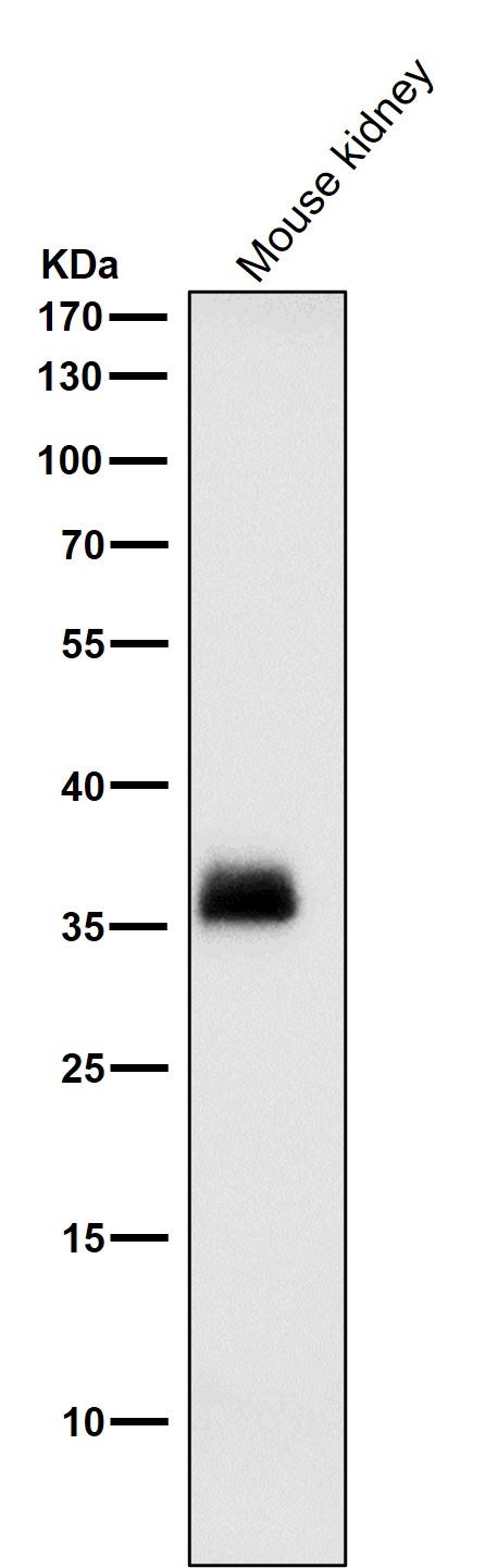 1 - Anti-SFRP1 Rabbit Monoclonal Antibody ABO13788