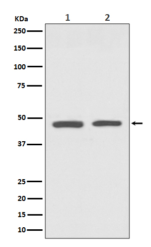 1 - Anti-GATA3 Rabbit Monoclonal Antibody ABO13789