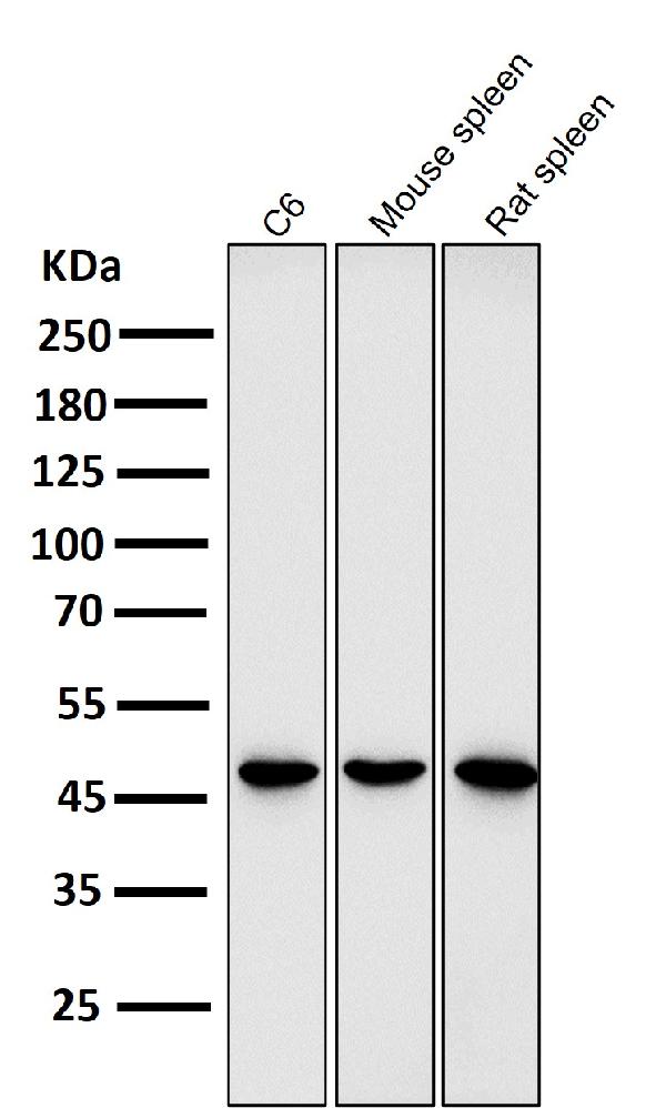 1 - Anti-GATA3 Rabbit Monoclonal Antibody ABO13789