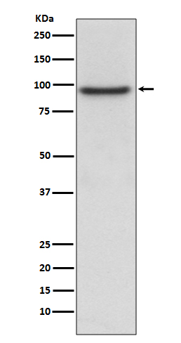1 - Anti-PROX1 Rabbit Monoclonal Antibody ABO13790