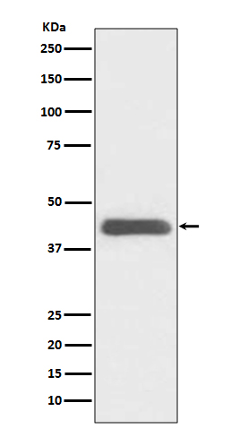 1 - Anti-GATA1 Rabbit Monoclonal Antibody ABO13791