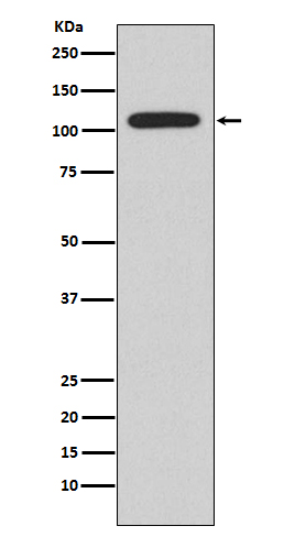 1 - Anti-NFAT2 NFATC1 Rabbit Monoclonal Antibody ABO13793