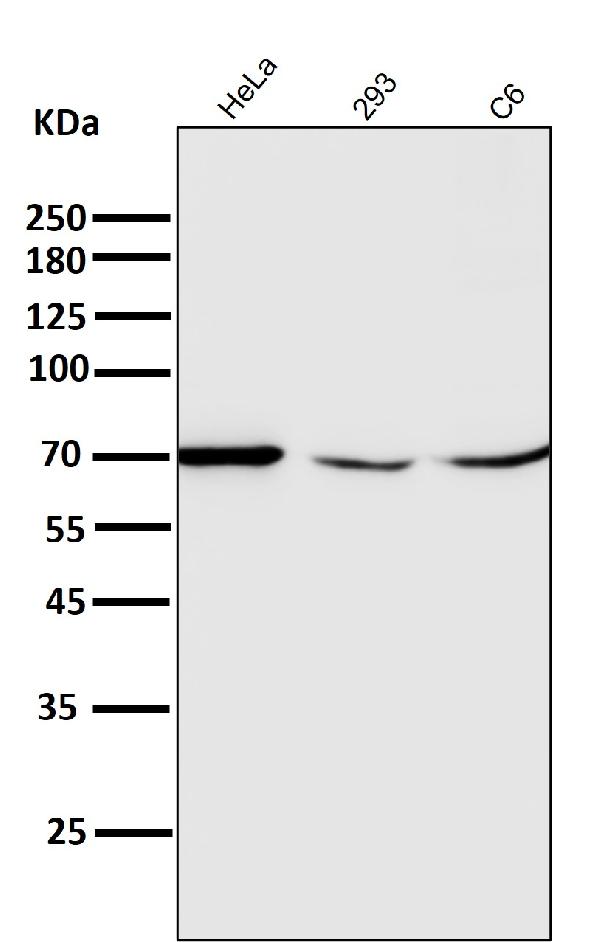 1 - Anti-EAAT2/GLT-1/SLC1A2 Rabbit Monoclonal Antibody ABO13795