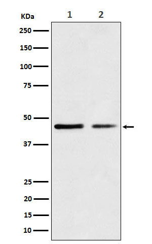 1 - Anti-Wnt5a Rabbit Monoclonal Antibody ABO13796