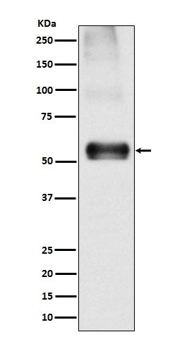1 - Anti-EAAT1 SLC1A3 Rabbit Monoclonal Antibody ABO13797