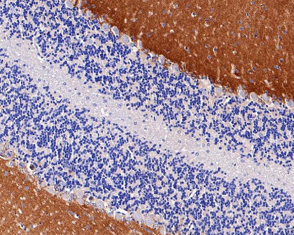 2 - Anti-EAAT1 SLC1A3 Rabbit Monoclonal Antibody ABO13797