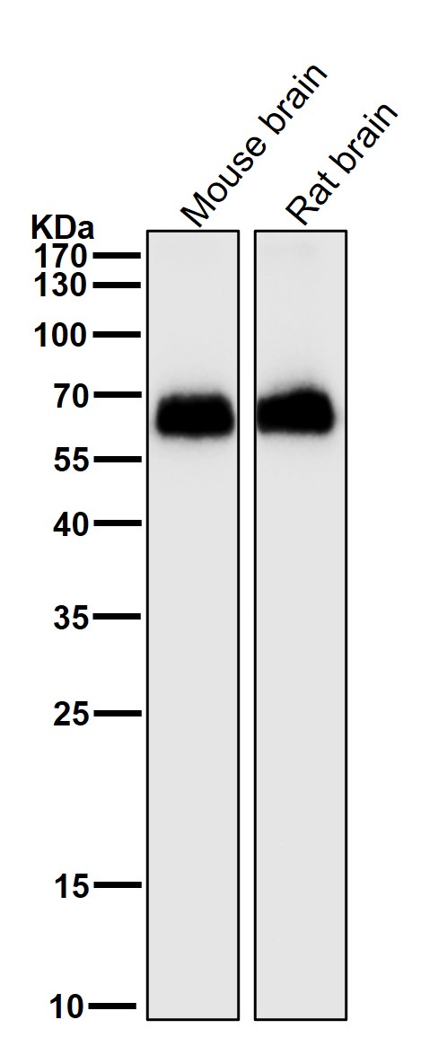 1 - Anti-EAAT1 SLC1A3 Rabbit Monoclonal Antibody ABO13797