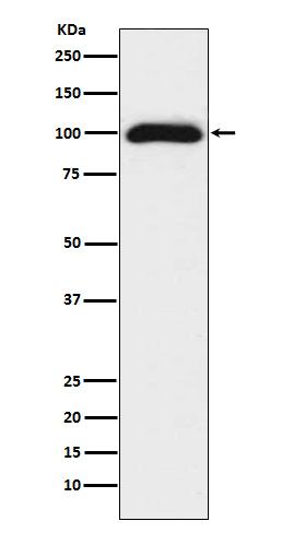 1 - Anti-CD276/B7 H3 Rabbit Monoclonal Antibody ABO13801