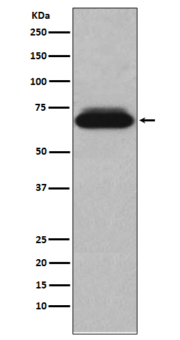 1 - Anti-NUR77 NR4A1 Rabbit Monoclonal Antibody ABO13802