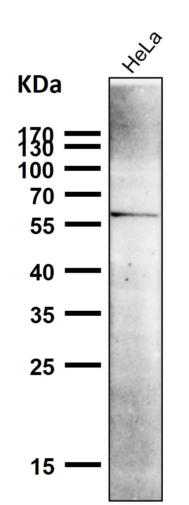 1 - Anti-NUR77 NR4A1 Rabbit Monoclonal Antibody ABO13802