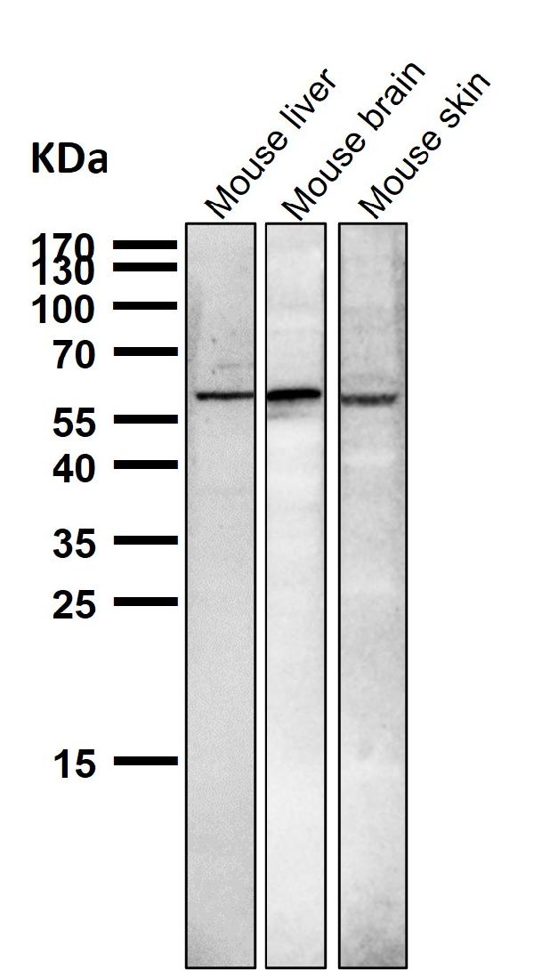 1 - Anti-NUR77 NR4A1 Rabbit Monoclonal Antibody ABO13802