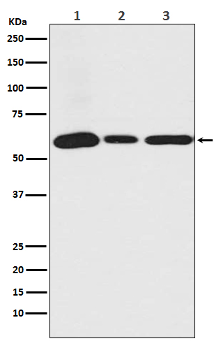 1 - Anti-USP14 Rabbit Monoclonal Antibody ABO13803