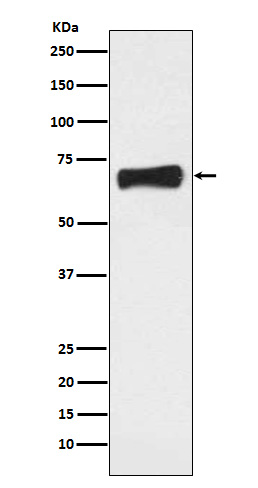 1 - Anti-NR5A2/Lrh 1 Rabbit Monoclonal Antibody ABO13804