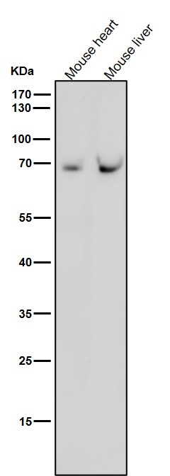 1 - Anti-NR5A2/Lrh 1 Rabbit Monoclonal Antibody ABO13804