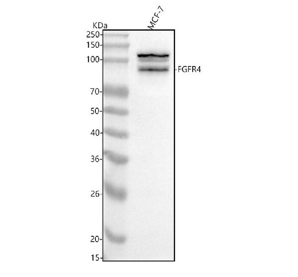 1 - Anti-FGFR4 Rabbit Monoclonal Antibody ABO13805