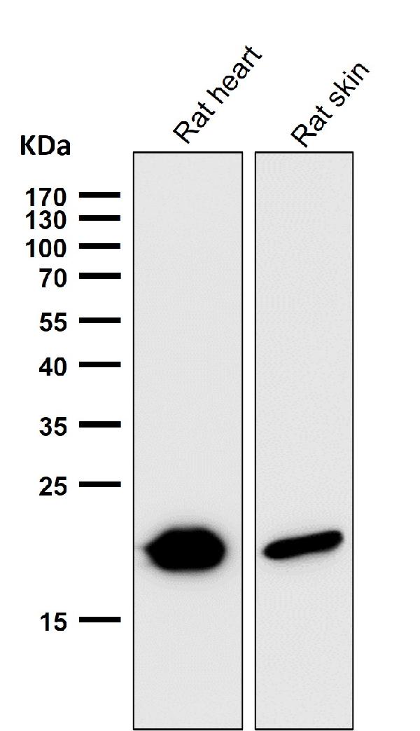 1 - Anti-CRYAB/Alpha B Crystallin Rabbit Monoclonal Antibody ABO13807