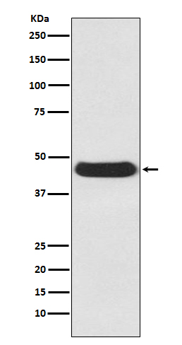 1 - Anti-Atg4B Rabbit Monoclonal Antibody ABO13810