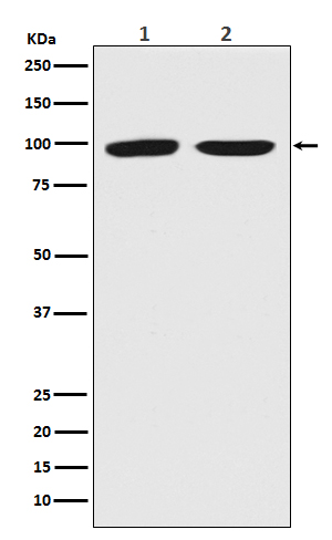1 - Anti-Dnmt3b Rabbit Monoclonal Antibody Rabbit Monoclonal Antibody ABO13814
