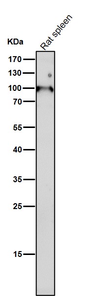 1 - Anti-Dnmt3b Rabbit Monoclonal Antibody Rabbit Monoclonal Antibody ABO13814