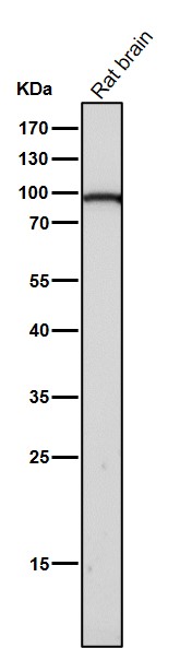1 - Anti-Dnmt3b Rabbit Monoclonal Antibody Rabbit Monoclonal Antibody ABO13814