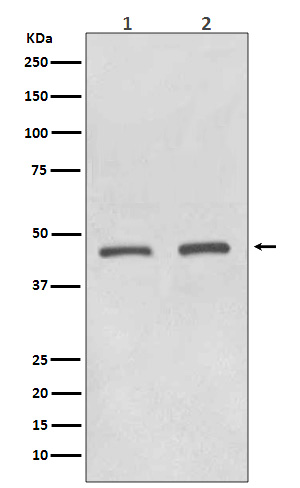 1 - Anti-HDAC11/Histone Deacetylase 11 Rabbit Monoclonal Antibody ABO13815