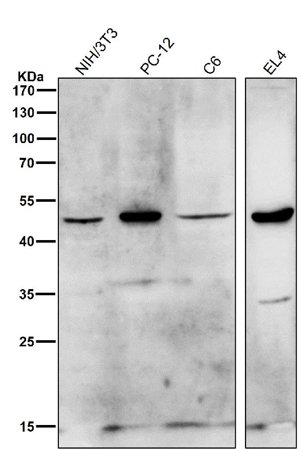 1 - Anti-HDAC11/Histone Deacetylase 11 Rabbit Monoclonal Antibody ABO13815