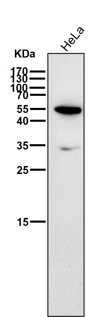 1 - Anti-HDAC11/Histone Deacetylase 11 Rabbit Monoclonal Antibody ABO13815