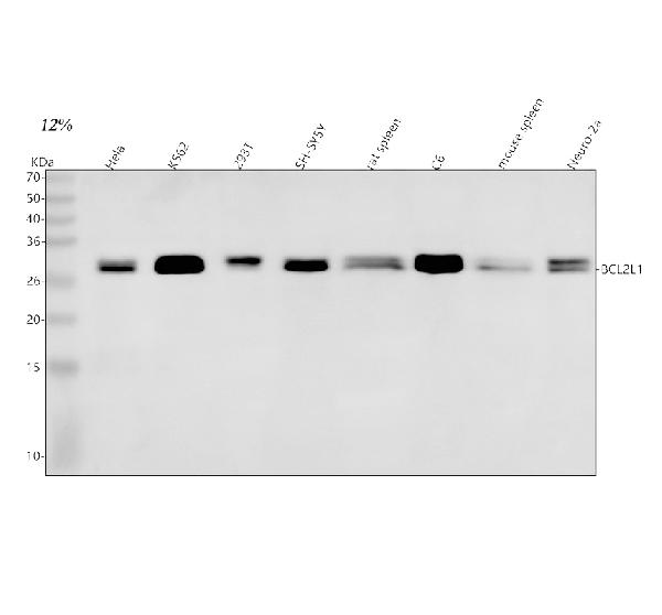 1 - Anti-Bcl-XL BCL2L1 Rabbit Monoclonal Antibody ABO13816