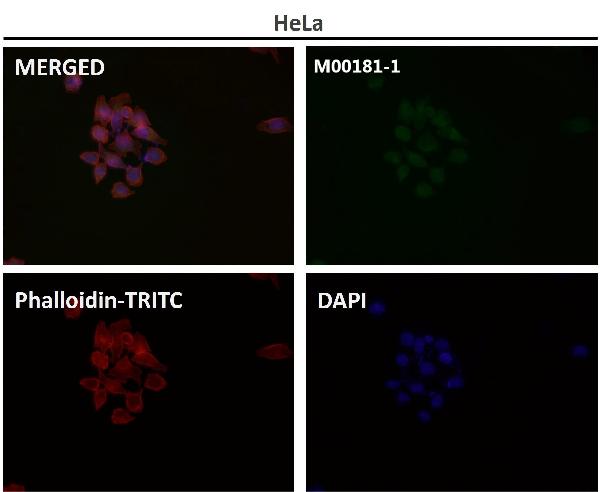 1 - Anti-Bcl-XL BCL2L1 Rabbit Monoclonal Antibody ABO13816