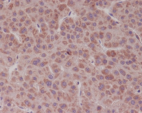 2 - Anti-Bcl-XL BCL2L1 Rabbit Monoclonal Antibody ABO13816