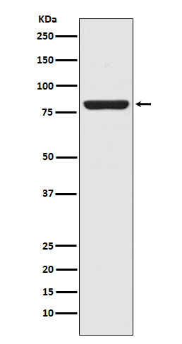 1 - Anti-STAT5a Rabbit Monoclonal Antibody ABO13817