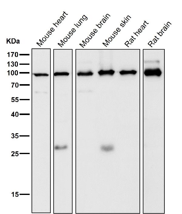 1 - Anti-STAT5a Rabbit Monoclonal Antibody ABO13817