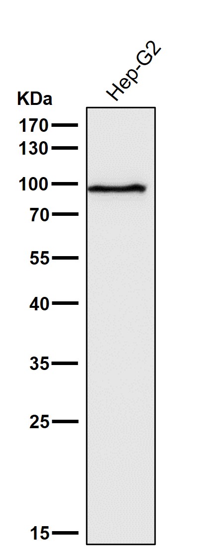 1 - Anti-STAT5a Rabbit Monoclonal Antibody ABO13817