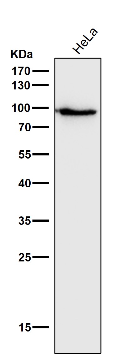 1 - Anti-STAT5a Rabbit Monoclonal Antibody ABO13817