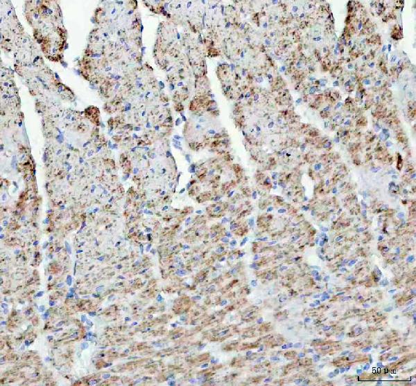 2 - Anti-COX IV COX4I1 Rabbit Monoclonal Antibody ABO13819