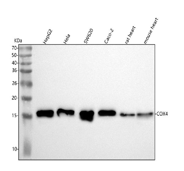 1 - Anti-COX IV COX4I1 Rabbit Monoclonal Antibody ABO13819
