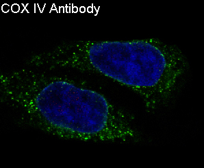 3 - Anti-COX IV COX4I1 Rabbit Monoclonal Antibody ABO13819